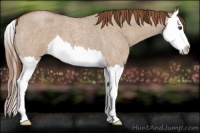 Horse Color:Red Dun Roan Splash 