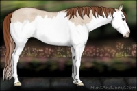Horse Color:Red Dun Roan Splash