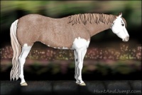 Horse Color:Red Roan Splash