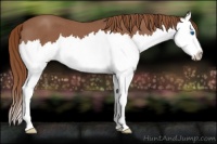 Horse Color:Red Roan Splash