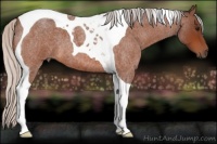 Horse Color:Silver Bay Roan Tobiano 