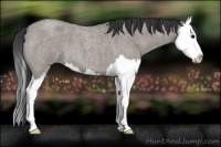 Horse Color:Grullo Roan Splash
