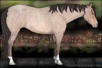 Horse Color:Amber Champagne Roan 