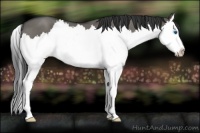 Horse Color:Grullo Roan Splash