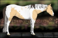 Horse Color:Buckskin Dun Tobiano