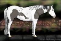 Horse Color:Grullo Splash Tobiano 