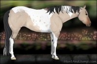 Horse Color:Bay Roan Dun Tobiano
