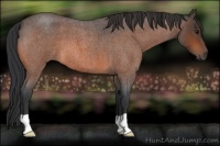 Horse Color:Bay Roan