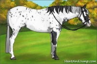 Horse Color:White Spotted Blue Roan Splash Frame Appaloosa