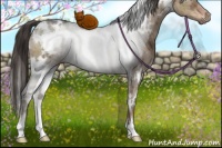 Horse Color:White Spotted Liver Red Dun Ice Rabicano Brindle 