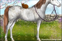 Horse Color:White Spotted Liver Red Dun Ice Onyx Splash Rabicano Brindle 