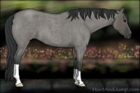 Horse Color:Grullo Roan 