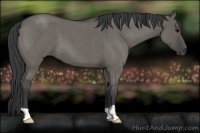 Horse Color:Grullo Roan