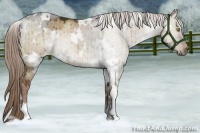 Horse Color:White Spotted Liver Red Dun Brindle 
