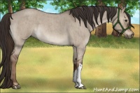 Horse Color:Liver Red Dun Roan Brindle