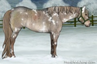 Horse Color:White Spotted Liver Red Dun Roan Brindle