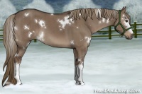 Horse Color:White Spotted Liver Red Dun Brindle 