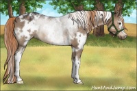 Horse Color:White Spotted Liver Red Dun