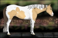 Horse Color:Amber Cream Champagne Tobiano 