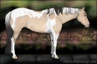 Horse Color:Amber Champagne Dun Tobiano