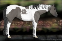Horse Color:Grullo Roan Tobiano