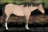 Horse Color:Amber Champagne Roan 