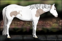 Horse Color:Classic Champagne Roan Splash Tobiano