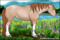Horse Color:Buckskin Pearl 