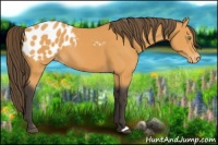 Horse Color:Buckskin Blanket 