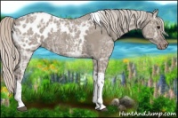 Horse Color:Silver Grullo Ice Roan Tobiano Appaloosa 