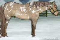 Horse Color:White Spotted Chocolate Palomino Roan Dun Rabicano 