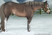 Horse Color:White Spotted Liver Red Roan Mushroom