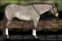 Horse Color:Liver Red Dun Roan Brindle