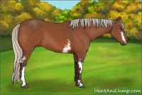 Horse Color:White Spotted Silver Bay Frame 