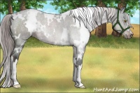 Horse Color:Platinum White Spotted Liver Chestnut 
