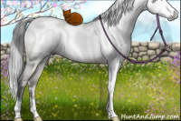 Horse Color:Gray White Spotted Brown Dun Mushroom Rabicano 