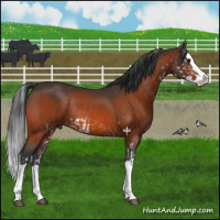 Horse Color:Bay Sabino Splash Rabicano  and Bay Splash Rabicano 