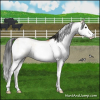 Horse Color:Bay Dun Sabino Rabicano 