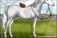 Horse Color:Gray White Spotted Liver Red Dun Ice Sabino Rabicano 