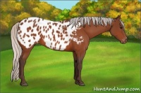 Horse Color:Silver Bay Appaloosa 