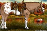 Horse Color:Chestnut Splash Frame Appaloosa 