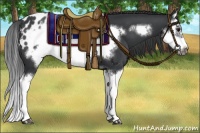 Horse Color:Black Splash Frame Appaloosa 