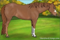 Horse Color:Chestnut 