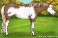 Horse Color:Chestnut Splash Frame 