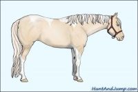 Horse Color:Silver Smoky Grullo Pearl Tobiano