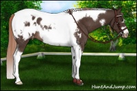 Horse Color:Liver Chestnut Tobiano Frame Appaloosa Rabicano