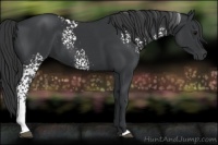 Horse Color:White Spotted Black