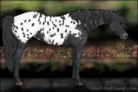 Horse Color:Black Appaloosa Rabicano