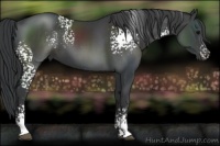 Horse Color:White Spotted Black