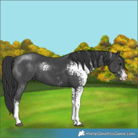 Horse Color:White Spotted Black Sabino